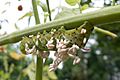 Tobacco Hornworm Parasitized by Braconid Wasp