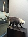 Trachypithecus francoisi leucocephalus - Kunming Natural History Museum of Zoology - DSC02504
