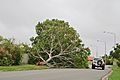 Tree snapped from the base on Glendale Drive in the Townsville suburb of Annandale