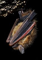 Tri-colored bat in torpor