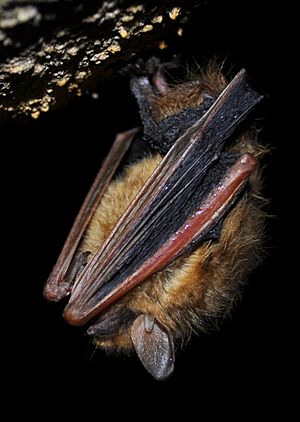 Tri-colored bat in torpor