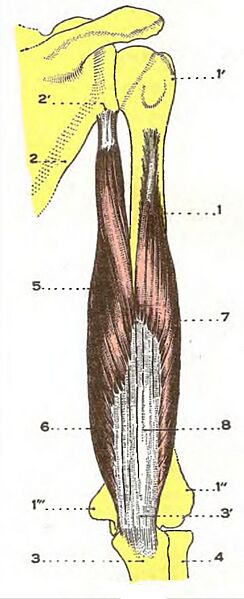 TricepsBrachii