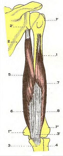 TricepsBrachii.jpg