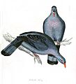 Trocaz Pigeon