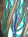Trumpetfish