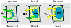 Turgor pressure on plant cells diagram