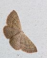 Unidentified Moth 0752