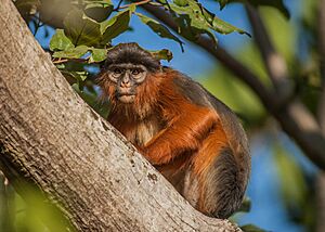 Western Red Colobus Monkey (32257813804)