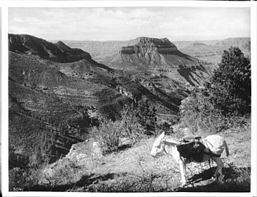 White pack burro standing on a slope at the Grand Canyon, ca.1900 (CHS-3041).jpg