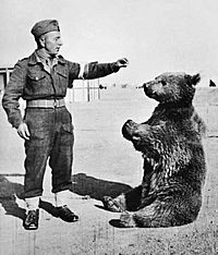 Wojtek the bear.jpg