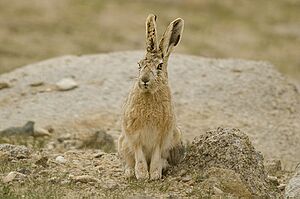 Woolly Hare at Polakongka La, Ladakh, India.jpg