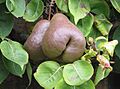 Worcester Black Pears - geograph.org.uk - 541843