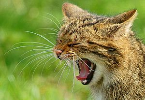 Yawning Wildcat at the British Wildlife Centre, Newchapel, Surrey - geograph.org.uk - 2309509