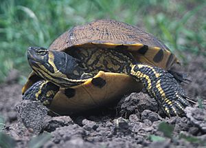 Yellow-bellied Slider 2