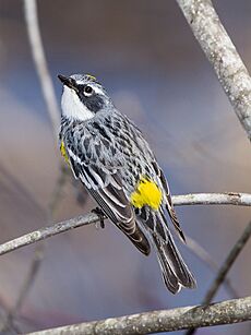 Yellow-rump-capisic-spring-2012