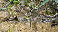 Yellow-tipped Tigertail female ovipositing (16495595546)