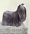 Yorkshire Terrier from 1915