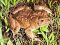 Yosemite toad male (Fresno County)
