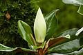 2007 06 29 magnolia40