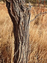 Acacia sericophylla bark