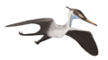 Aerodactylus MCZ 1505