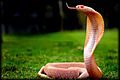 Albino specticled cobra
