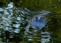 Armand Bayou Nature Center -- Alligator