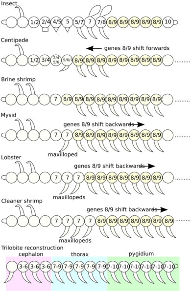 Arthropod segment Hox gene expression