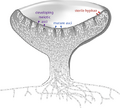 Cross-section of a cup-shaped structure showing locations of developing meiotic asci (upper edge of cup, left side, arrows pointing to two gray-colored cells containing four and two small circles), sterile hyphae (upper edge of cup, right side, arrows pointing to white-colored cells with a single small circle in them), and mature asci (upper edge of cup, pointing to two gray-colored cells with eight small circles in them)