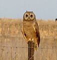 Asio capensis, Tweeling, a