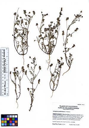 Astragalus gambelianus var. gambelinaus (5946965117).jpg