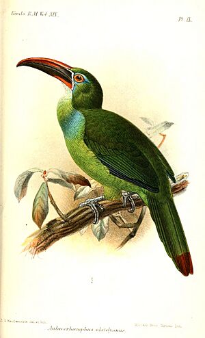 AulacorhamphusWhitelyanusKeulemans.jpg