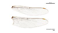 Austroaeschna inermis male wings (34888857102)