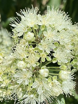 Backhousia citriodora flowers 01