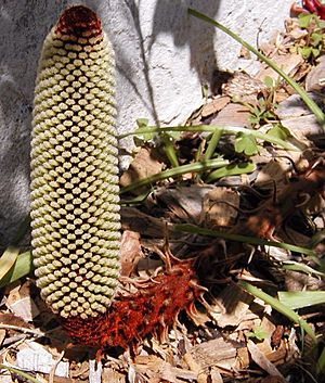 Banksia petiolaris bud1 email