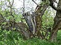 Black mulberry tree in spring