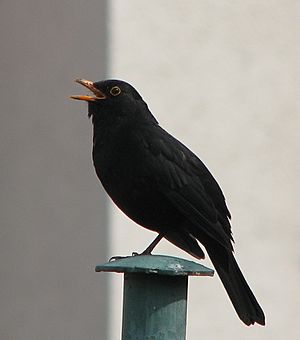 Blackbird, singing