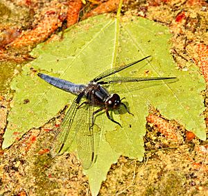 Blue Corporal (4328133326).jpg