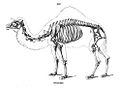 Camel Skeleton - Richard Owen - On the Anatomy of Vertebrates (1866)