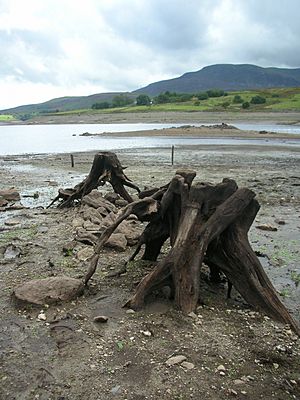 Capel Celyn exposed tree stumps