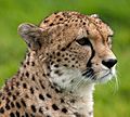 Cheetah portrait Whipsnade Zoo