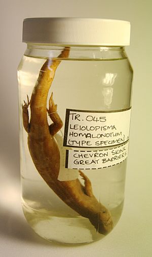 Chevron skink (Oligosoma homalonotum)