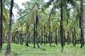 Coconut Grove in Wakenaam - panoramio (3)