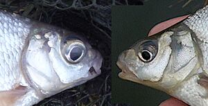 Comparison of the eyes of silver bream and bronze bream