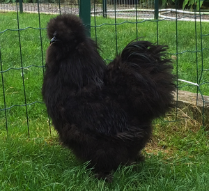 Coq poule soie noir