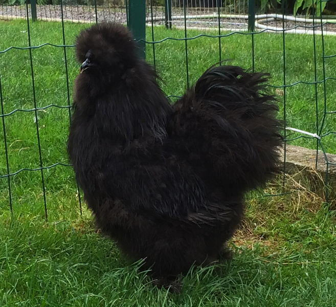 Coq poule soie noir