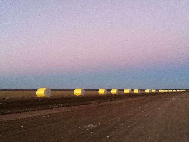 Cotton bales sunrise WARREN