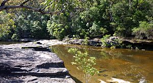 Creek in Garigal National Park