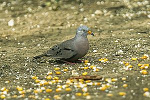 Croaking Ground-Dove - Ecuador S4E9737.jpg