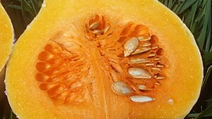 Cucurbita moschata 'Butternut' 3